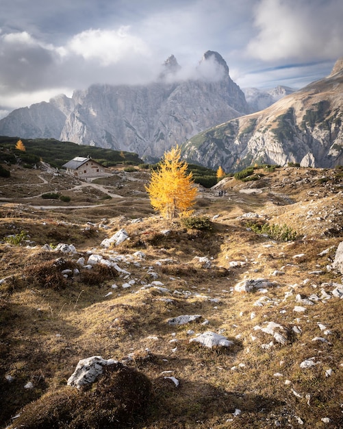 Golden larch in alpine valley with hut during autumn season dolomites italy vertical shot