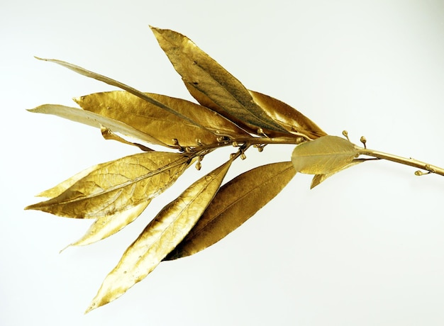 Golden laurel branch isolated on white background macro close up. Gold laurel leaves Symbol of glory