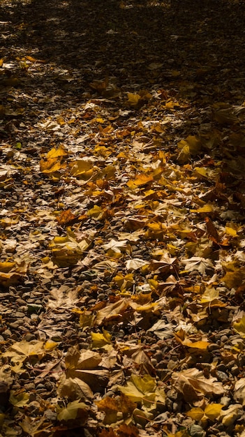 Foto foglie d'oro sulla strada soleggiata