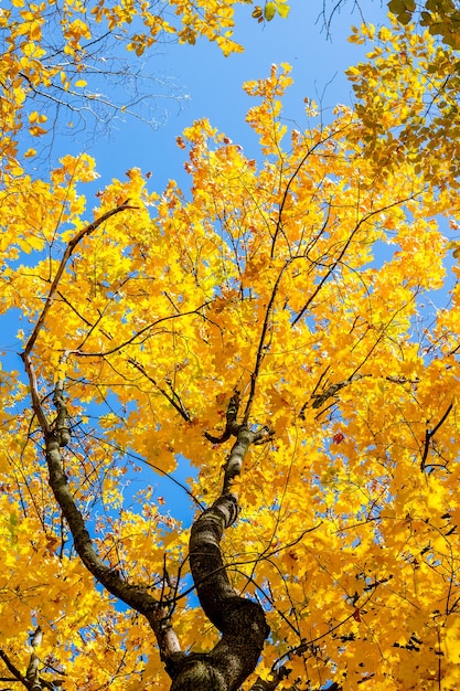 Golden leaves of maple and blue sky