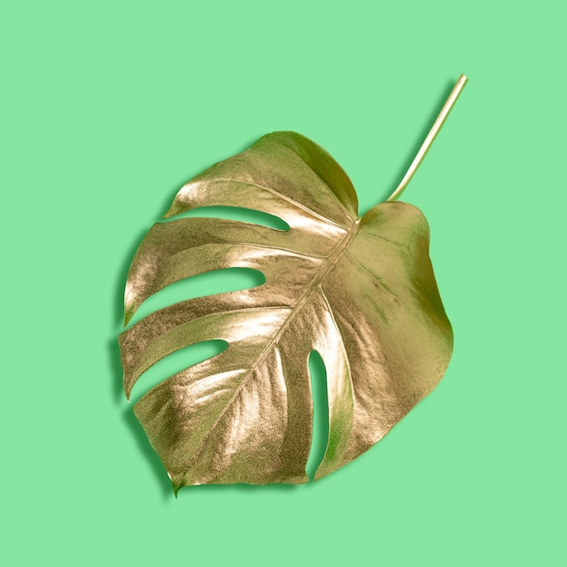 Фото Золотые листья монстра на зеленом фоне