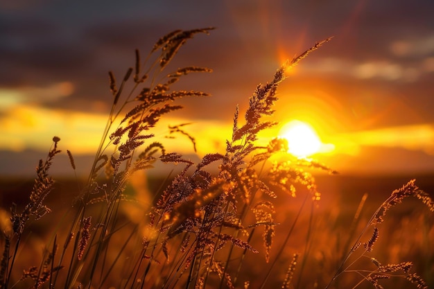 The golden light of sunset bringing warmth