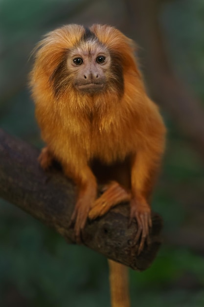 Golden lion tamarin