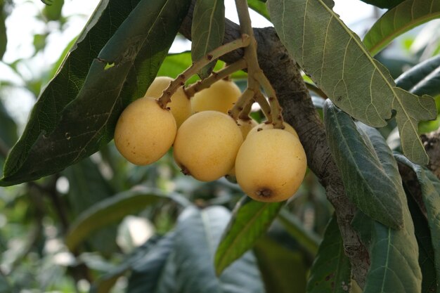 The golden loquat fruit hangs on the branches of the loquat tree