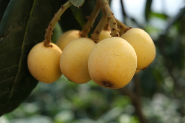 The golden loquat fruit hangs on the branches of the loquat tree