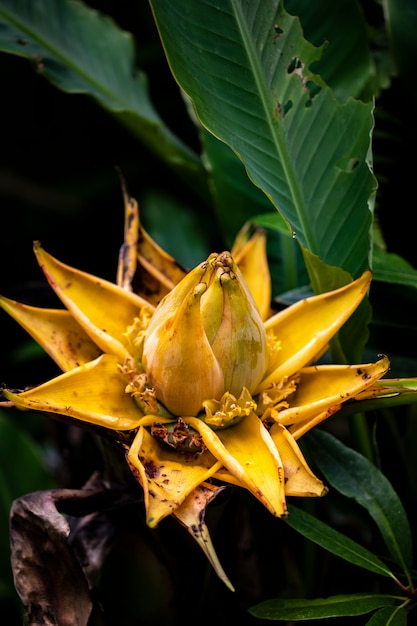 Golden Lotus Banana