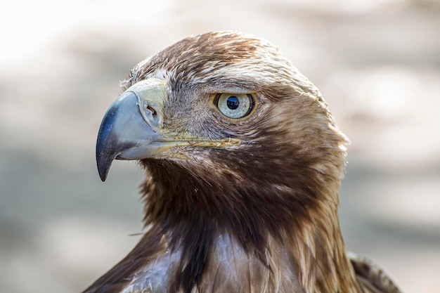 Photo golden majesty the majestic freedom eagle a stunning diurnal bird of prey with beautiful plumage and yellow beak