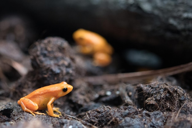 Golden mantella frog of Madagascar