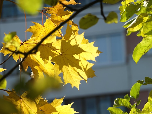 Photo golden maple leaf against in sunny day