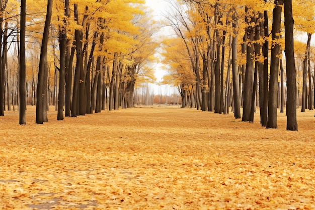 Golden Maple Trees in the Wilderness
