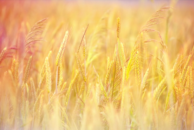 Golden maturing rye ears on nature in summer field at sunset rays of sunshine, close-up macro