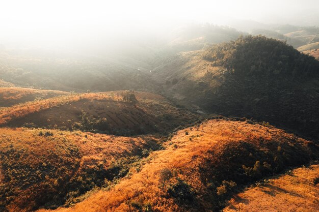 Golden meadow in the mountains in the morning summer