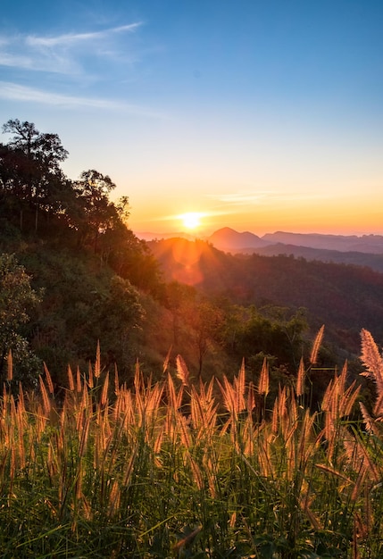 Golden meadow with sun through hill