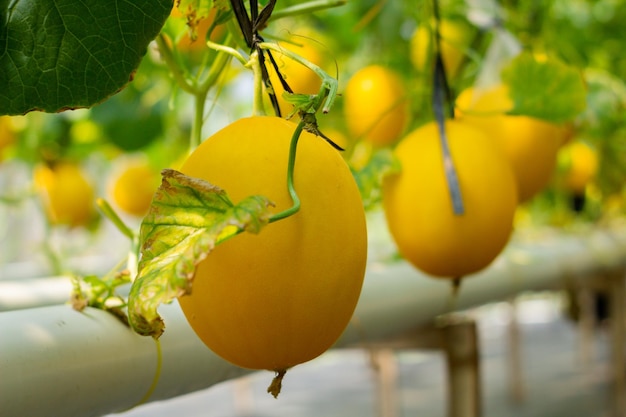 Golden Melon Yellow rijp en klaar om te oogsten in de kas