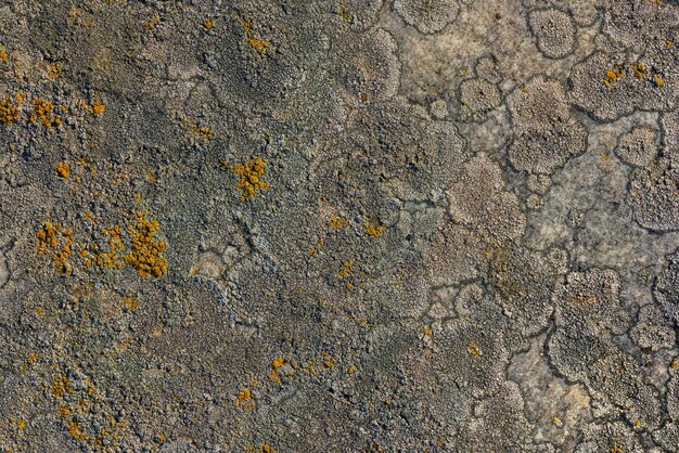 Photo golden moonglow lichen presumably dimelanea oreina norman on quartzite sandstone surface under direct sunlight fullframe texture and background