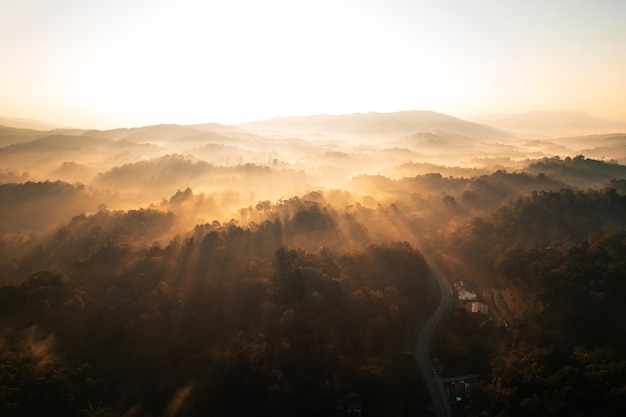 Golden morning fog in the forest and the road in the forest