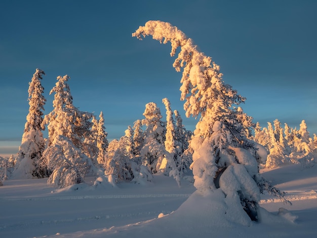 Golden morning light on snowcovered fir trees Arctic harsh nature Mystical fairy tale of the winter frost forest Dawn northern minimalistic natural background