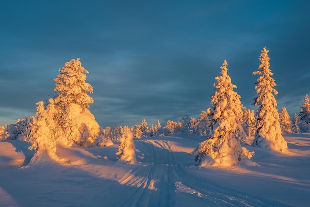 Golden morning light on snowcovered fir trees trail through the\
winter forest at early morning through fir trees wrapped in snow\
arctic harsh nature mystical fairy tale of the winter frost\
forest