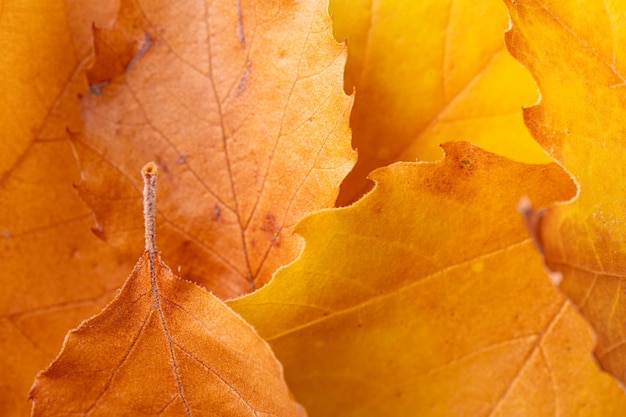 Golden and orange autumn leaves background texture of fallen autumn leaves beautiful autumn season compositions of autumnal leaves psttern