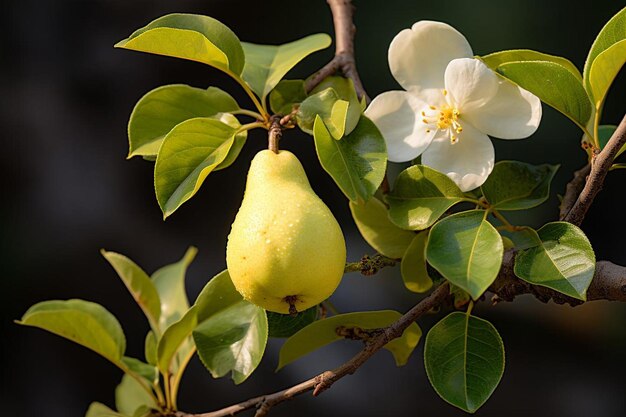 Photo golden pear symphony