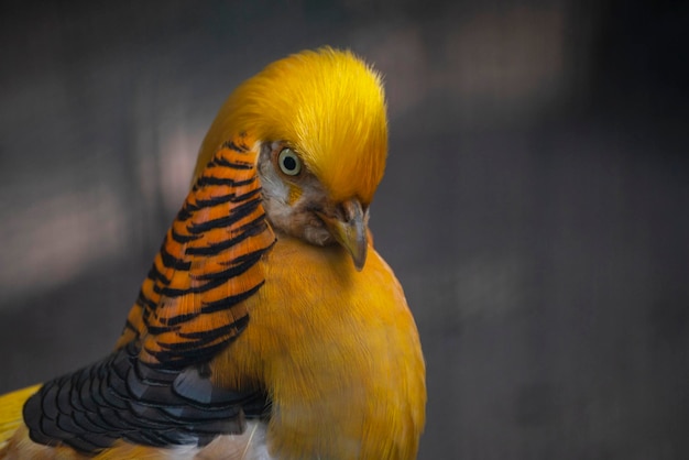 Golden pheasant bird bright with feathers close up