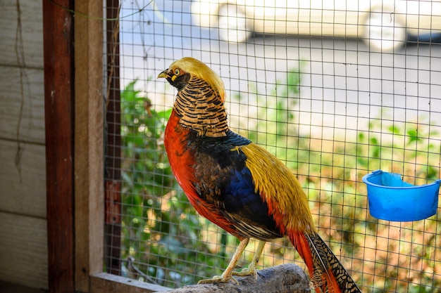 Golden pheasant is colorful wild bird