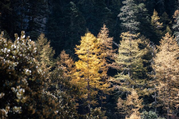 Pino dorato nella foresta profonda di autunno