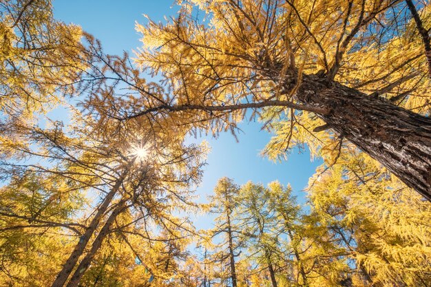 亜丁国家自然保護区の国立公園に日光が差し込む黄金の松林