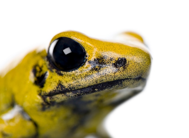 Golden Poison Frog, Phyllobates terribilis geïsoleerd