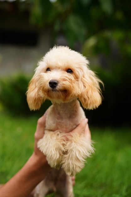 Golden poodle sits in the hands of a guy buried on camera