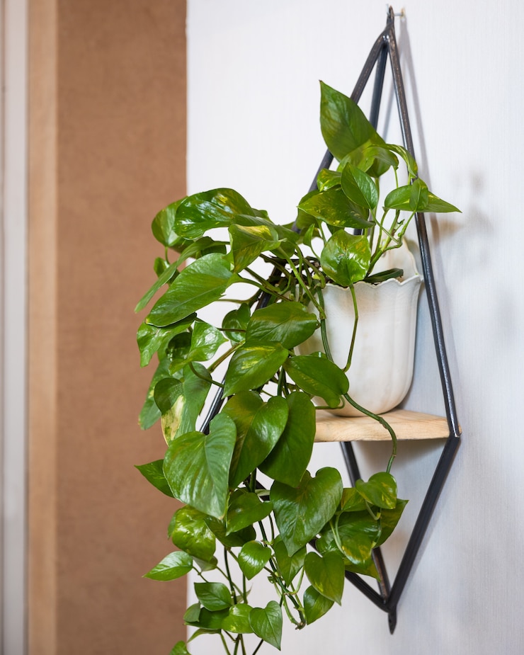 Фотография золотой pothos, дьявольский плющ, растение epipremnum aureum на стене