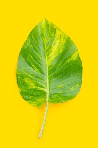 Photo golden pothos or devil's ivy leaf on yellow background.