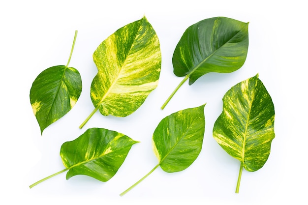 Golden pothos or devil's ivy leaves on white surface