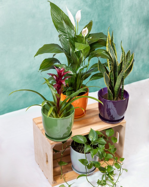 Golden Pothos, Epipremnum aureum, Bromelia, Peace Lily, Sansevieria, snake plant