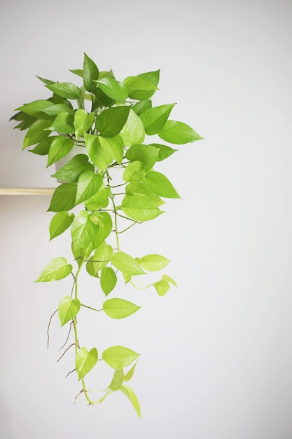 Фото Золотой потос epipremnum aureum bunting lime висит на полке