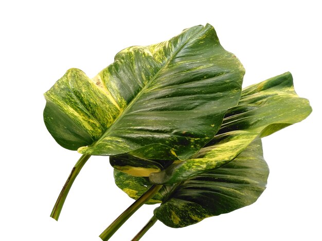 Golden pothos or Epipremnum aureum leaves on white background