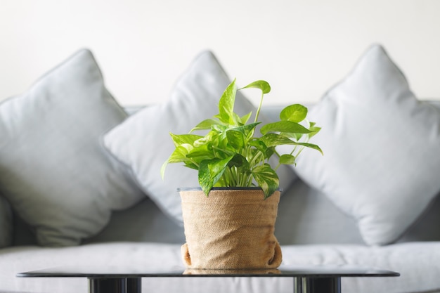 Golden pothos with sofa of home and garden concept