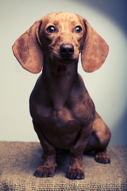 Golden puppy rate Studio shot close up