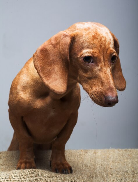 Golden puppy rate. Studio shot.