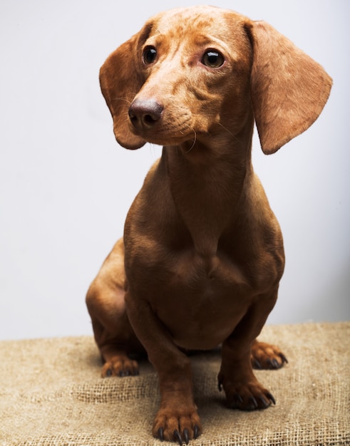 Golden puppy rate. Studio shot.