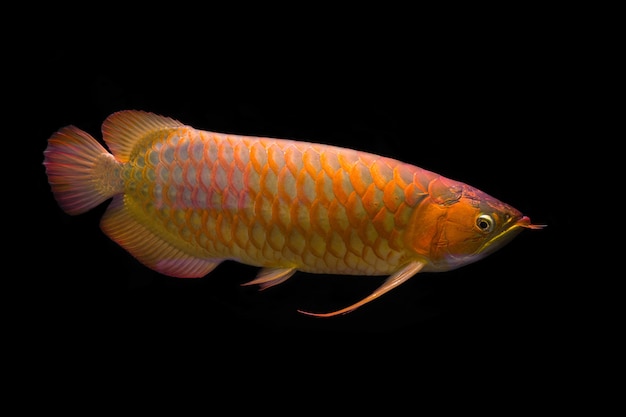 Golden red arowana in the dark