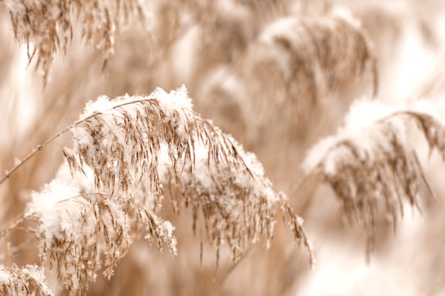 Golden reed grass in the snow, pampas grass.