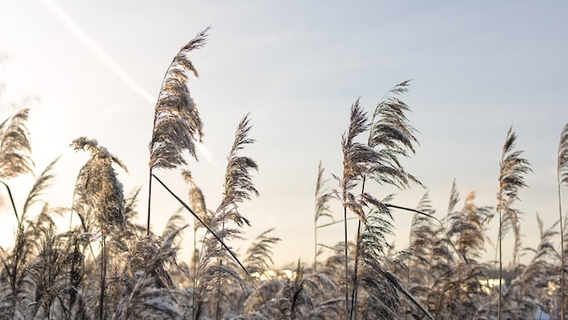 Golden reed grass in winter at sunset.