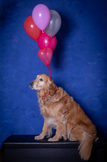 Photo golden retiever dogs with colored balloons