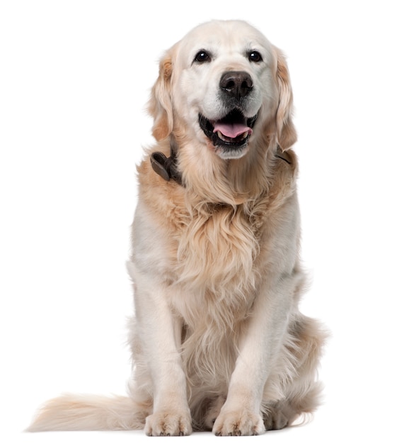 Golden Retriever, 11 years old, sitting 