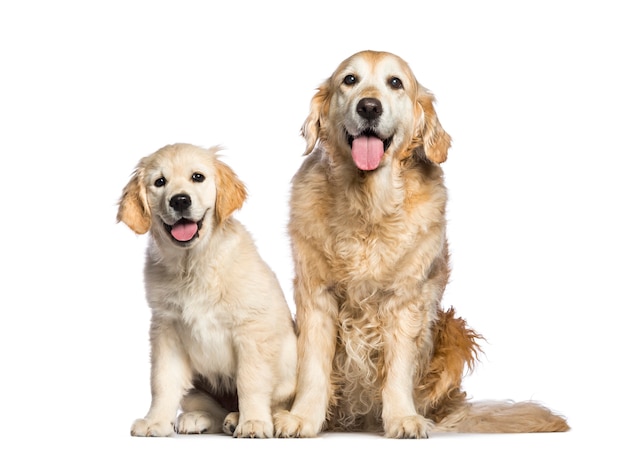 Golden retriever, 12 jaar oud en 3 maanden oud, zit op witte achtergrond