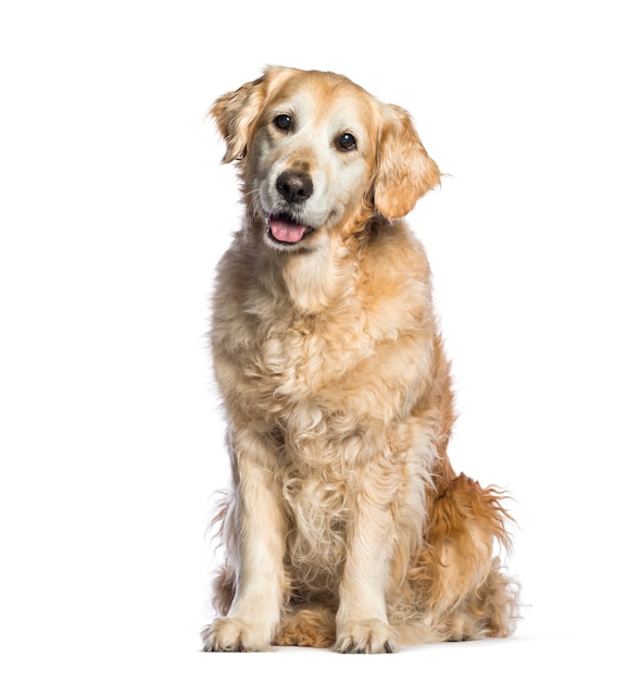 Golden retriever, 12 jaar oud zit op witte achtergrond