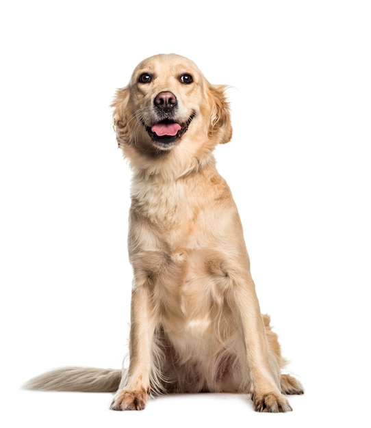 Golden Retriever, 2 years old, sitting in front of white background