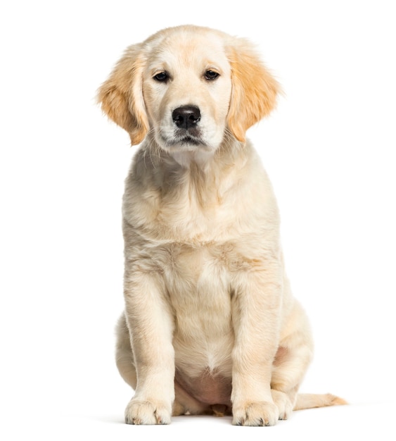 Golden Retriever, 3 months old, sitting in front of white background