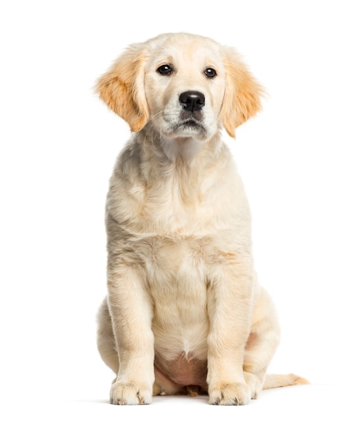 Golden Retriever, 3 months old, sitting in front of white background